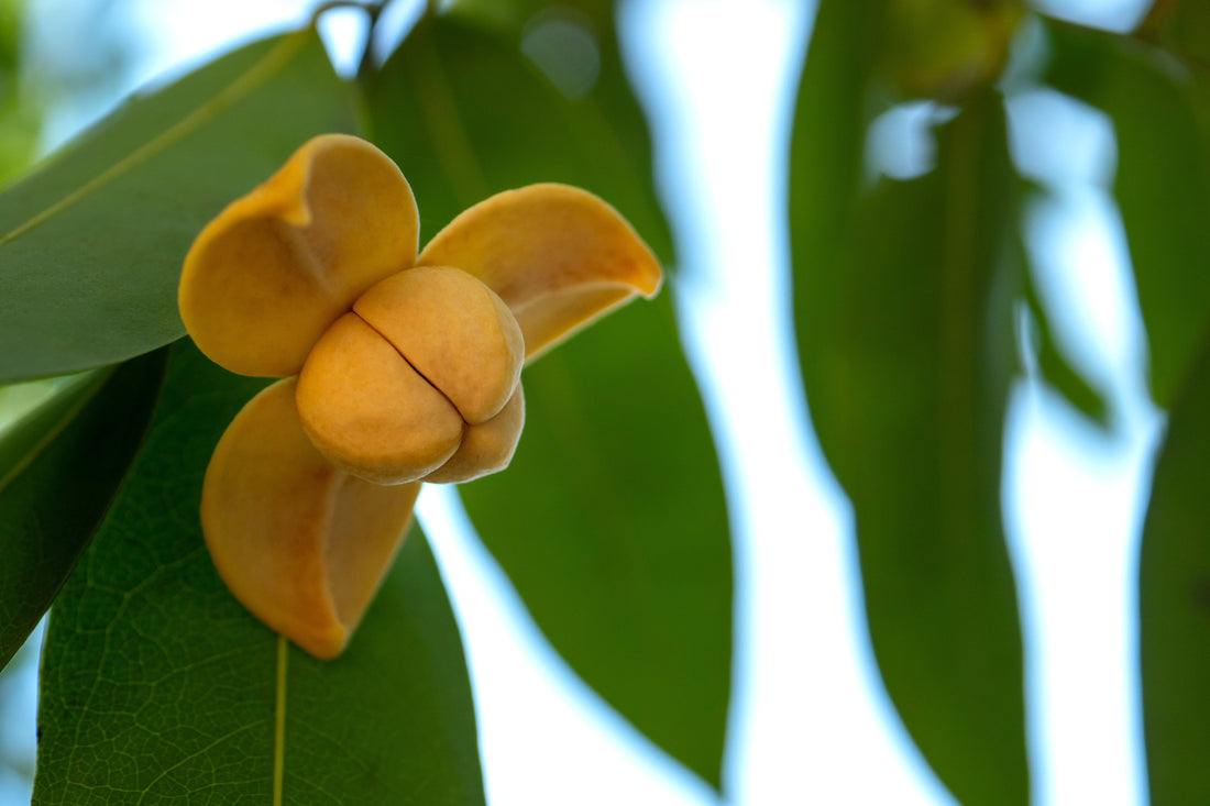 Close-up of a romduol flower, with thick yellow petals curving outward, hanging from a branch with glossy green leaves against a softly blurred background.