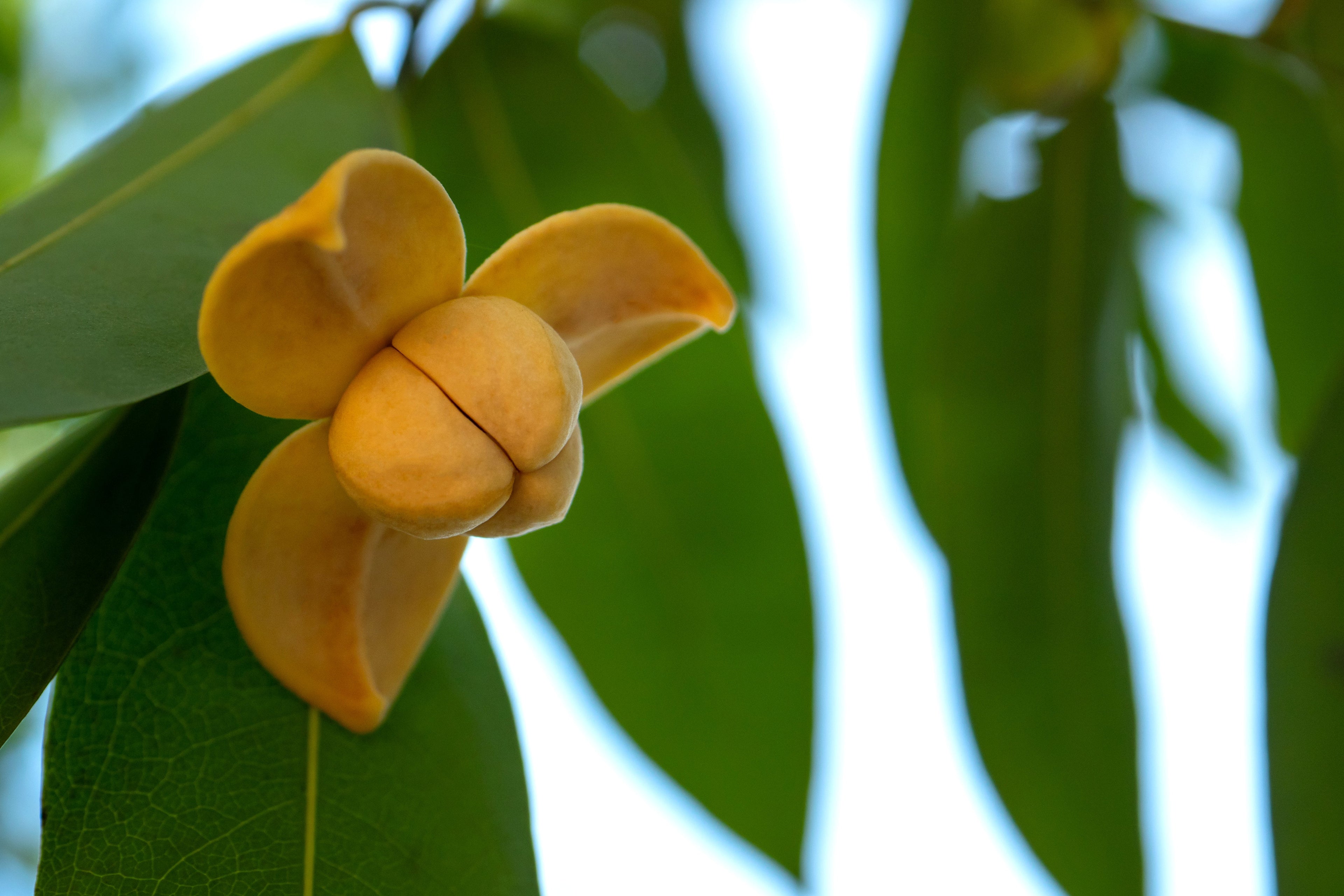 Close-up of a romduol flower, with thick yellow petals curving outward, hanging from a branch with glossy green leaves against a softly blurred background.